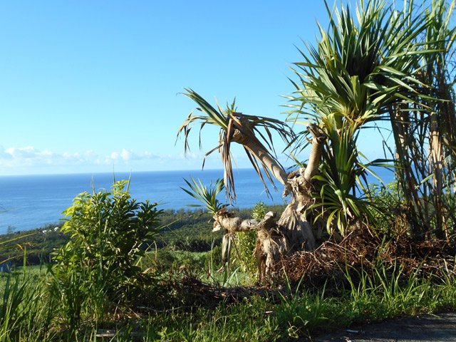 Quelques pandanus (vacoas) en bord de route