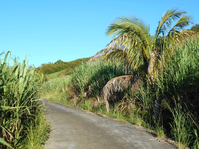 Un cocotier isolé dans les cannes à sucre
