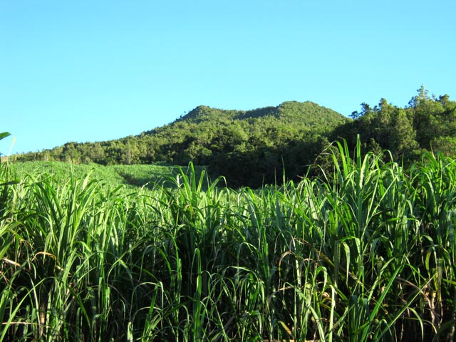 Le Piton Mare d'Arzule, toute la matinée à l'horizon