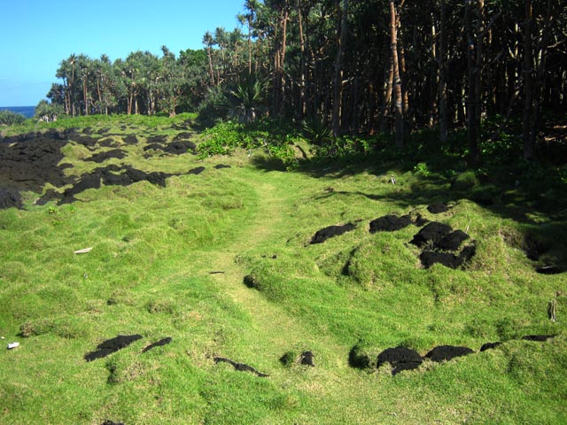 Le sentier des pêcheurs sur un superbe gazon endémique, près de Saint-Philippe