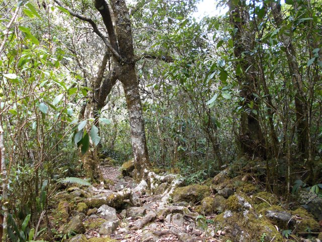Quelques beaux bois de couleurs entre les bois de perroquets