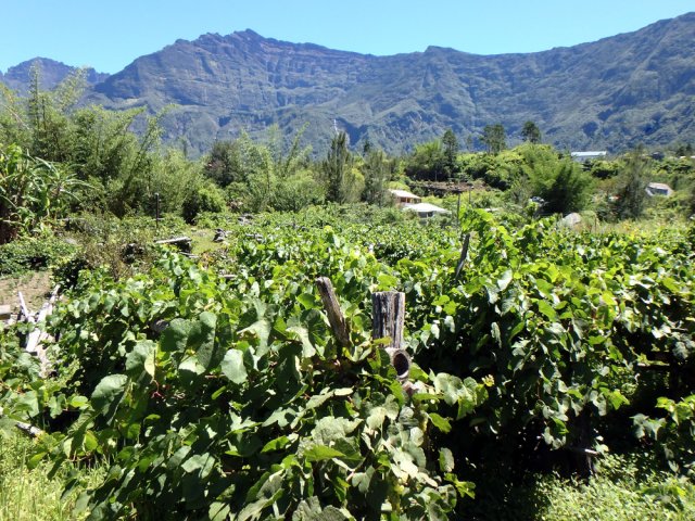 Quelques vignes subsistent autour du village