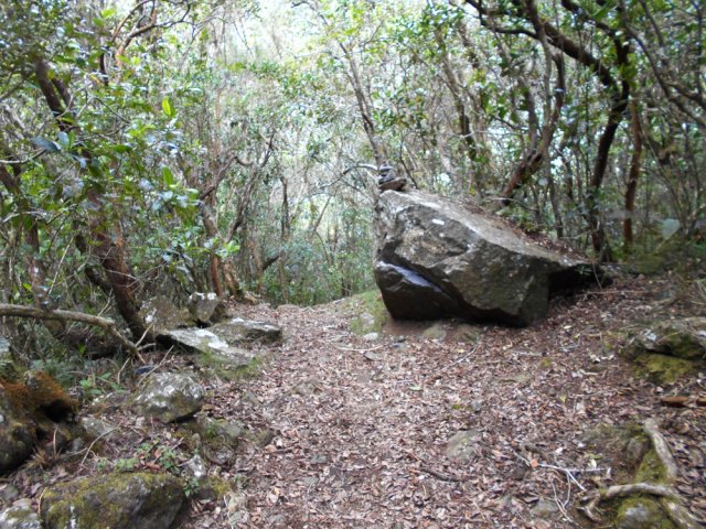 Le sentier retrouve la forêt de bois de couleurs après la mare