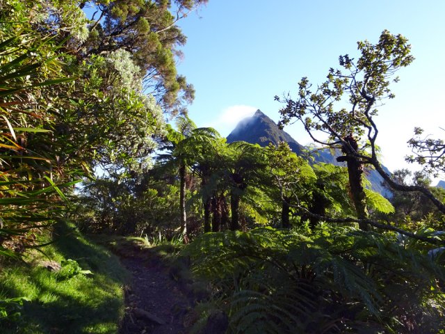Très agréable départ dans les fougères arborescentes