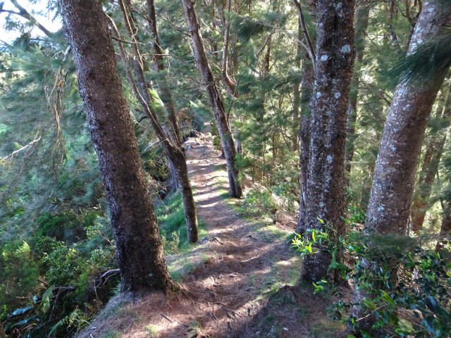 La descente du Grand Rein sous les filaos
