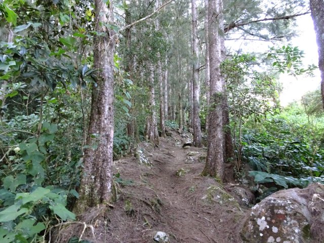 Après le captage, la descente s'effectue sous les filaos