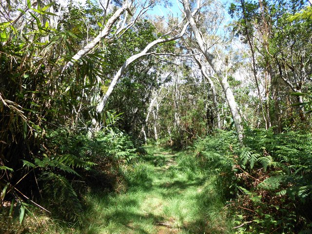 Traversée dans les tamarins par un sentier herbeux très agréable