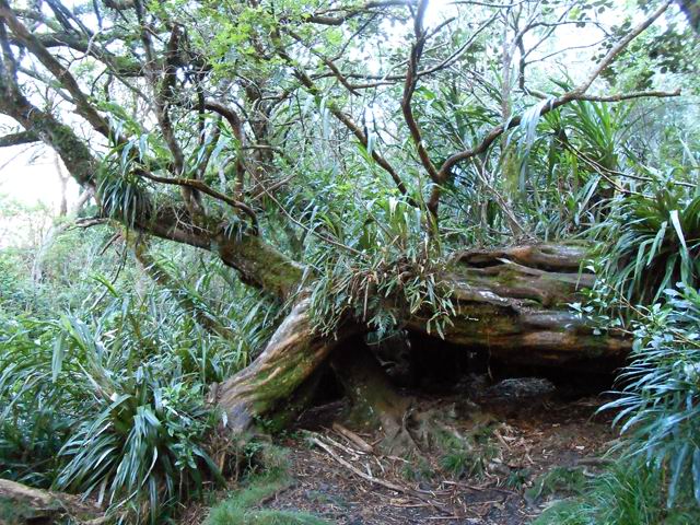Petite visite à la Reine des Tamarins, toujours couchée sur le flanc