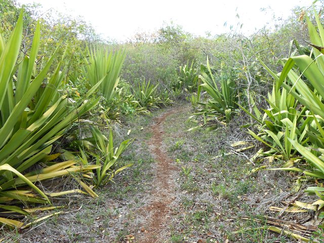 Les nombreux chocas ne gênent pas la marche