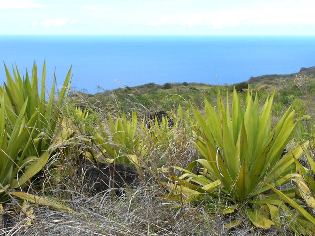 La végétation n'encourage pas à prendre l'appareil photo
