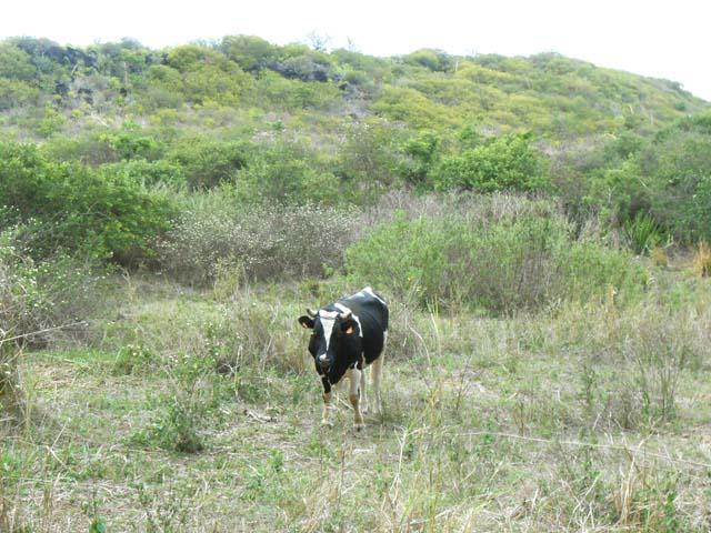 Il vaut mieux attacher les vaches afin de ne pas les perdre dans cette savane