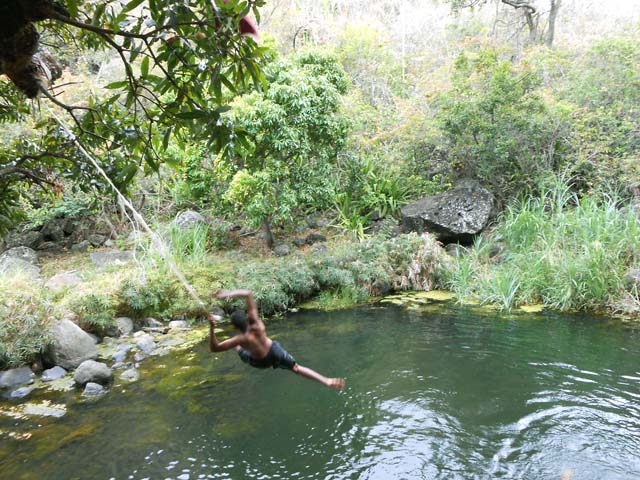 Le manguier plongeoir au-dessus du Bassin Passage, lieu de jeu des jeunes du coin