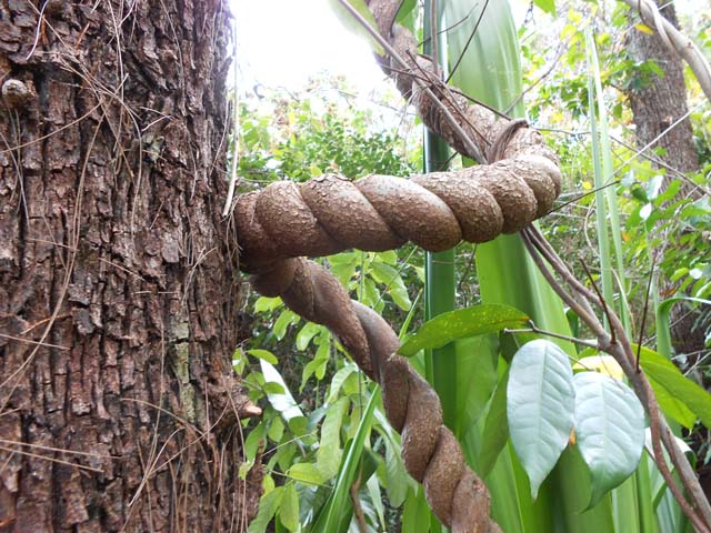 Magnifique liane torsadée sur le bord de ce même sentier