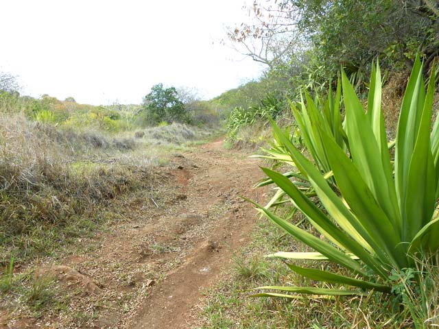 La piste qui part sur la droite pour rejoindre le Bras Isidore