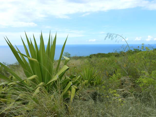 Savanes et chocas avec vue sur l'océan