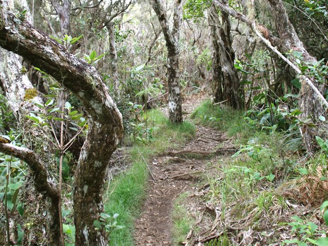 Cheminement agréable sous les bois de couleurs