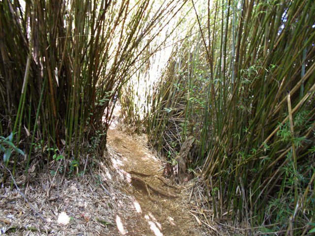 La fin du sentier Mercure s'effectue sous des touffes de bambous