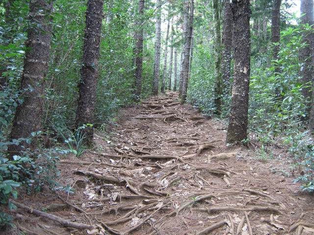 Le sentier vers le Brûlé. Gare aux racines par temps humide