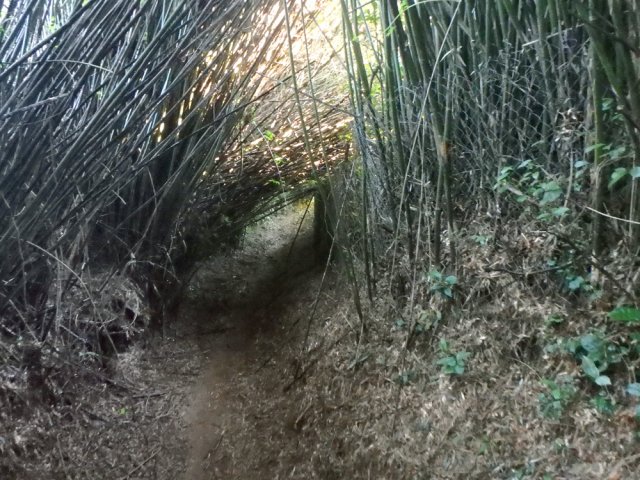 Encore des bambous sur ce sentier ombragé