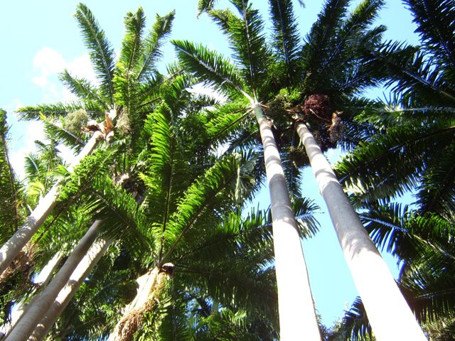 Les grands palmiers royaux du point de départ.