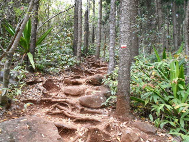 On quitte le sentier botanique pour entamer la longue montée vers la Roche Ecrite
