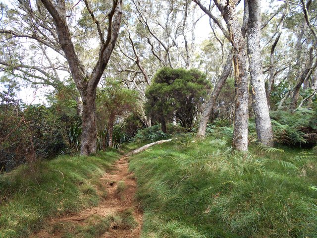 Les tamarins des Hauts sont plus nombreux à l'approche du gîte