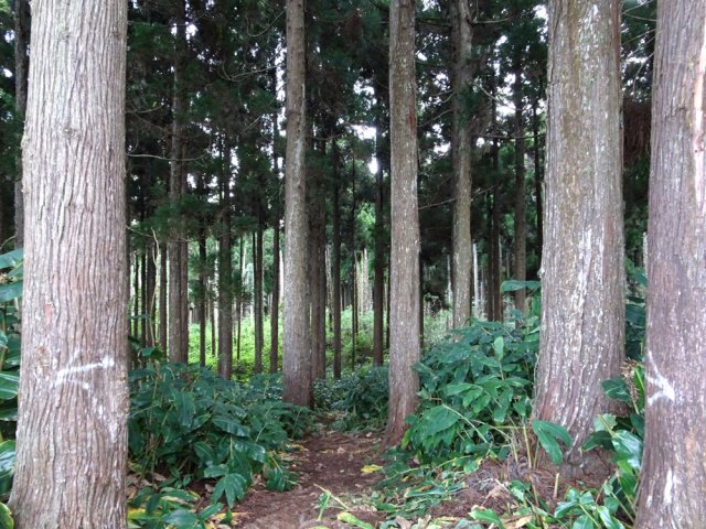 La forêt de cryptomerias au départ près de la piste