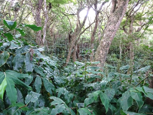 Une idée du sentier emprunté sur la précédente fiche vers l'Îlet Alcide