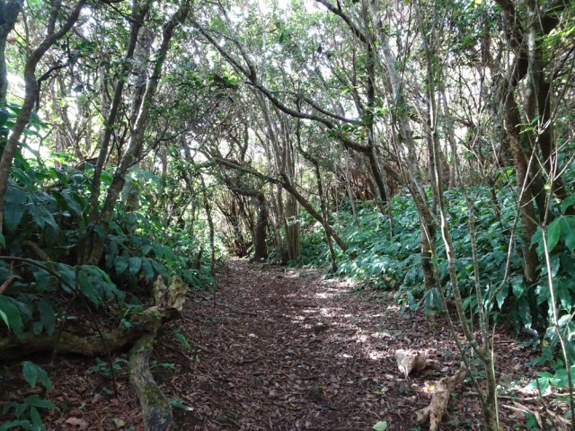 Le sentier, par endroits, est très large et facile