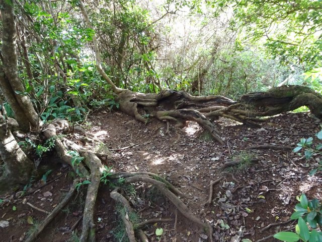 Quelques racines à l'approche du sentier Affouche