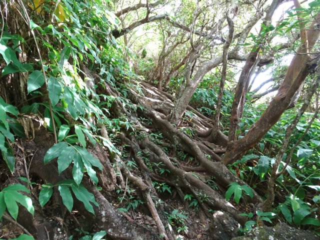 Les racines de l'affouche qui a donné sont nom au sentier vers l'Îlet Alcide