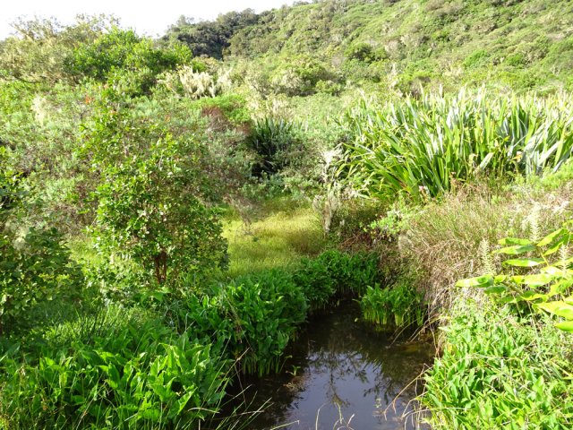 Une des deux mares qui a toujours de l'eau