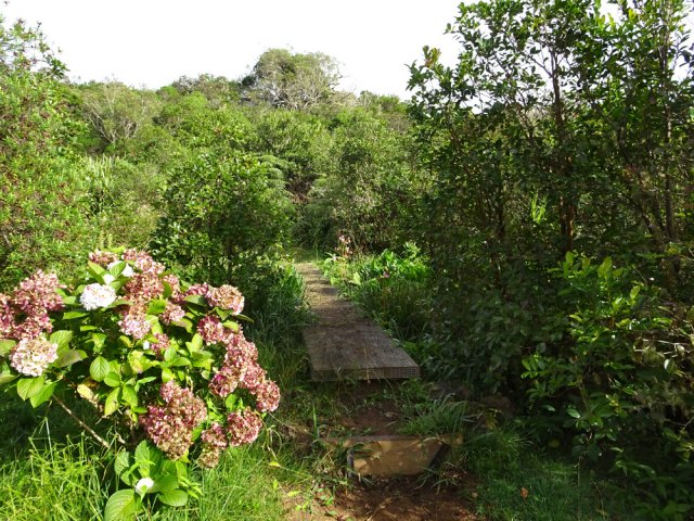 La touffe hortensias à la fin du plateau de l'îlet