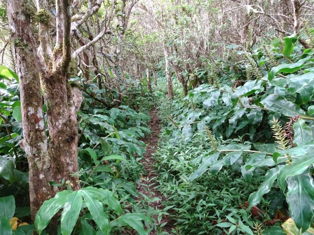 Le sentier montant aux Terrasses est étroit et agréable malgré les cailloux
