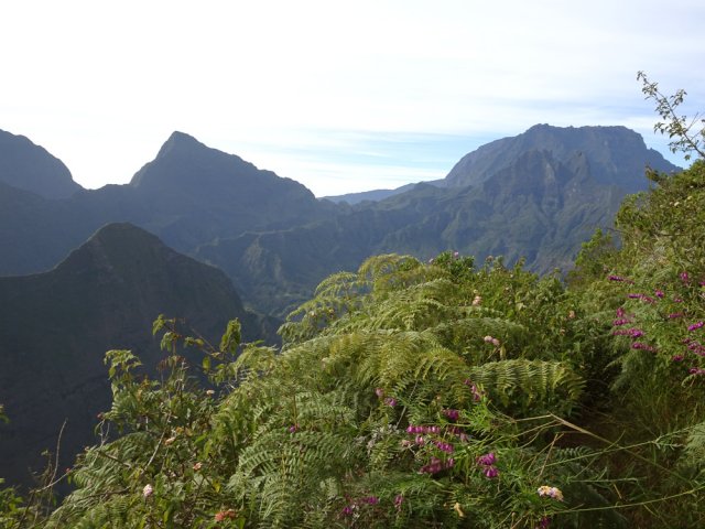 Point de vue sur Mafate au-dessus des fougères des Terrasses