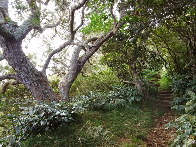 Le sentier descendant vers celui de Cambour