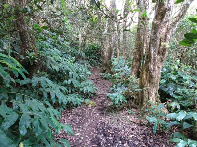 De beaux bois maigres le long du sentier de Cambour