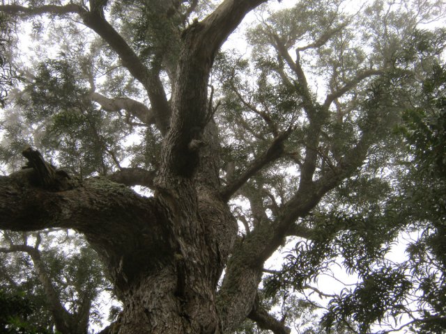 Halte près du Roi des Tamarins