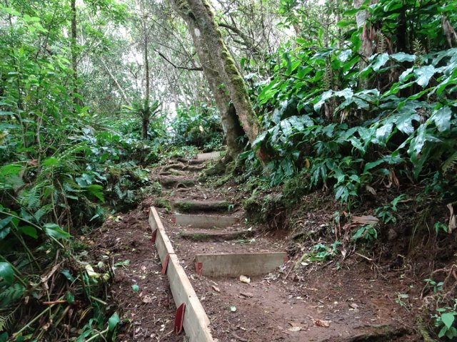 Le sentier de l'Îlet Alcide très bien entretenu et rénové