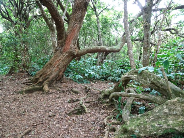 Deux racines caractéristiques en fin de descente