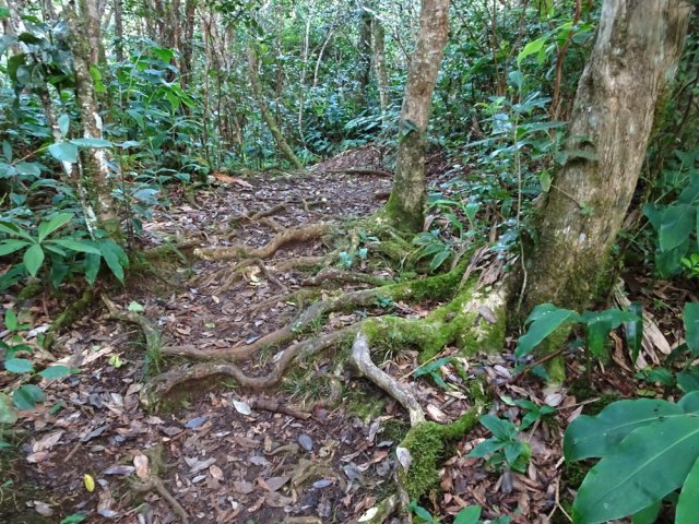 Beaucoup de racines sur ce trajet