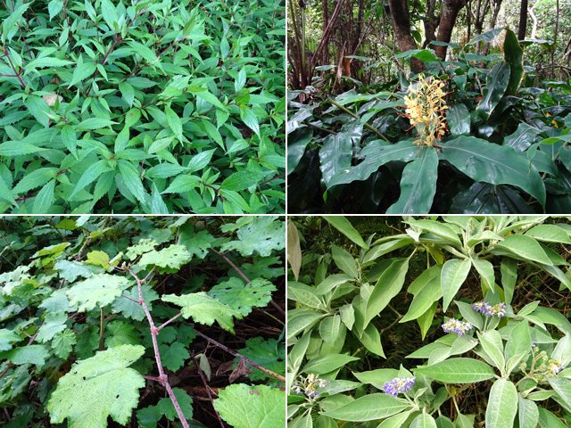 Quatre envahissantes sur la douzaine rencontrée