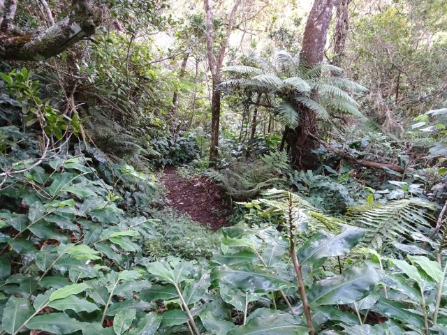 Une idée de la végétation encombrée de longoses