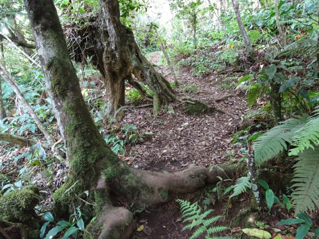Heureusement, de belles racines bordent le sentier