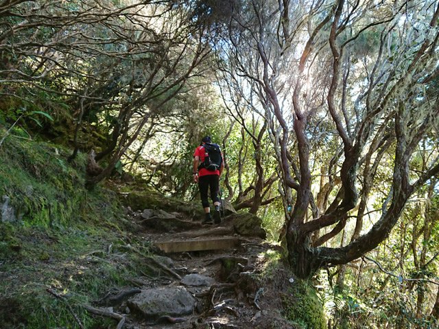Hautes marches dans les branles verts