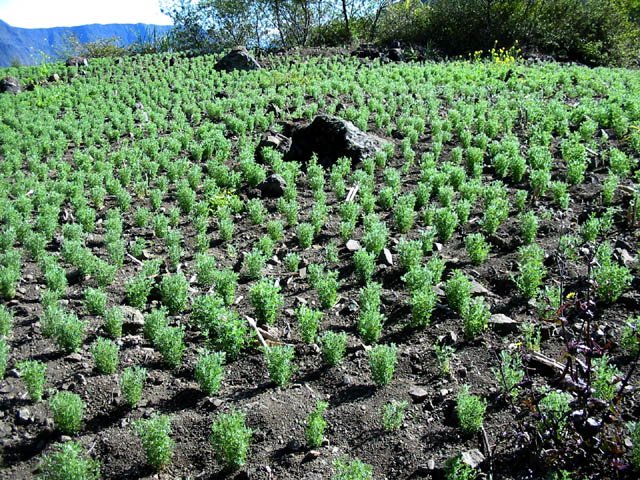 Quelques cultures de lentilles en dehors de Cilaos.