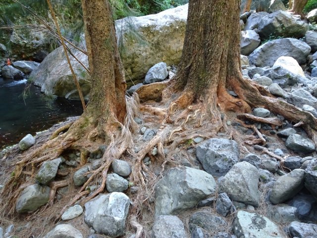 On trouve une collection de racines de filaos toutes aussi belles les unes que les autres