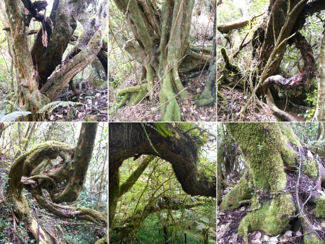 Au hasard de la descente, six spécimens remarquables