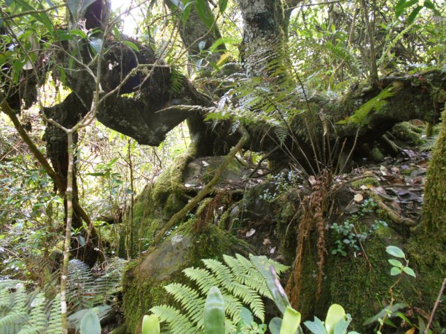 Etranges unions entre rochers et arbres tortueux