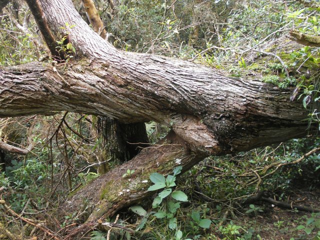 Un tamarin des Hauts couché lors d'un cyclone